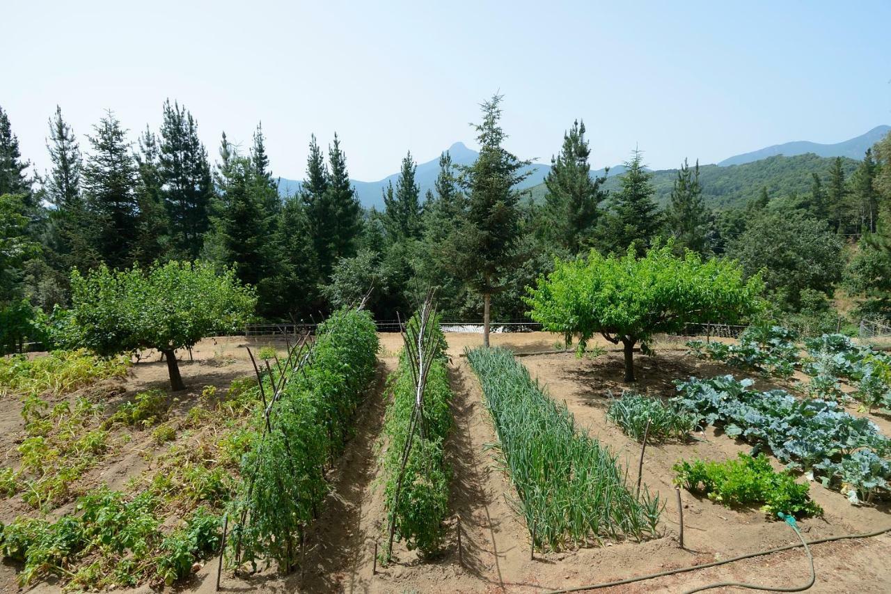 Apartamento Con Jardin, Barbacoa Y Piscina En Pleno Montseny Mas Romeu Turisme Rural Pension Arbúcies Buitenkant foto