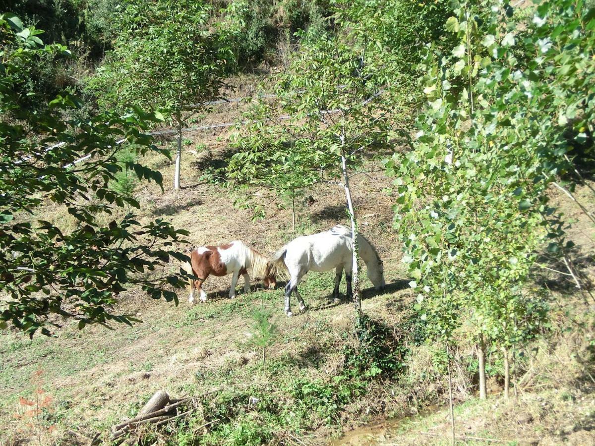 Apartamento Con Jardin, Barbacoa Y Piscina En Pleno Montseny Mas Romeu Turisme Rural Pension Arbúcies Buitenkant foto