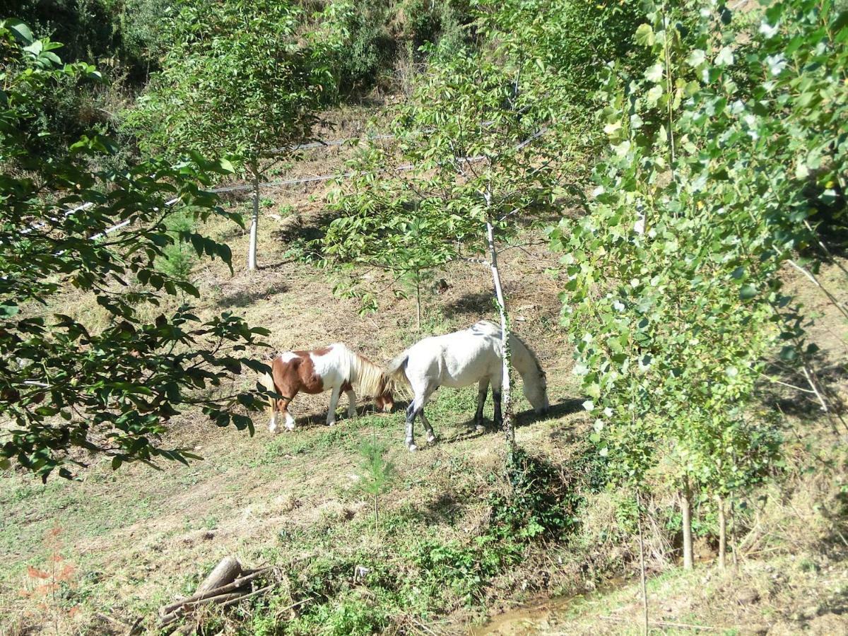 Apartamento En Pleno Montseny Mas Romeu Turisme Rural Arbúcies Buitenkant foto